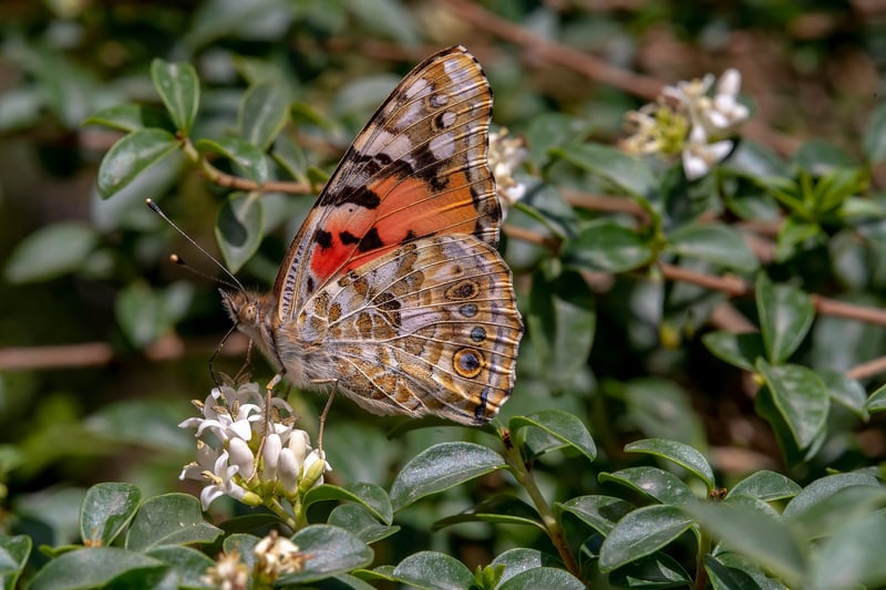 Butterfly Effect Image